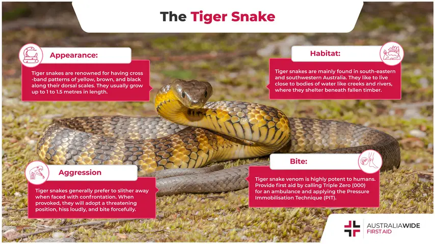 Infographic about the Tiger snake